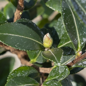 Camellia 'Sasanqua Yuletide' (Pot Size 4L) Camellia - image 5