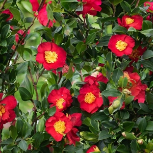 Camellia 'Sasanqua Yuletide' (Pot Size 4L) Camellia - image 1