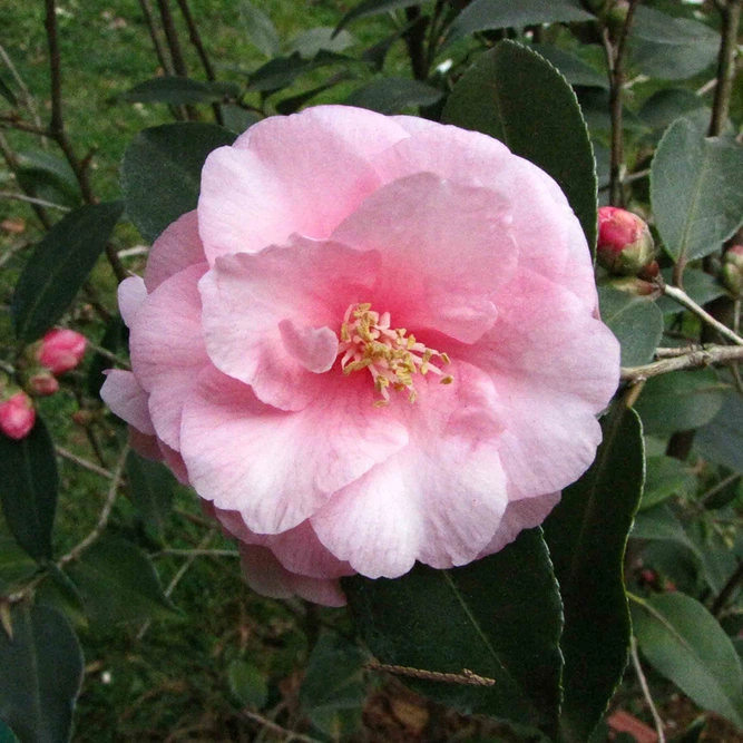 Camellia (cuspidata x williamsii) 'Spring Festival' at Boma Garden Centre London photo by [昆明金殿 Kunming, China]