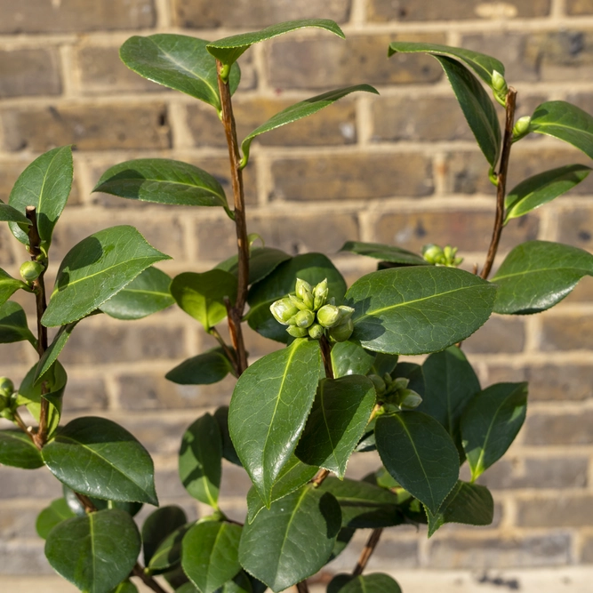 Camellia × williamsii ‘Les Jury’ (Pot Size 4ltr) Camellia - image 2