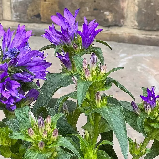 Campanula 'Garden Star' (Pot Size 2L) - image 2