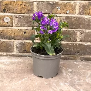 Campanula 'Garden Star' (Pot Size 2L) - image 3