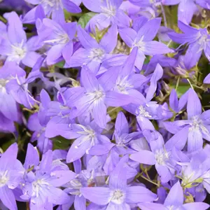 Campanula 'Garden Star' (Pot Size 2L) - image 1