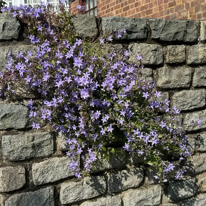 Campanula Lavender (Pot Size 10.5cm) Bellflower - image 2