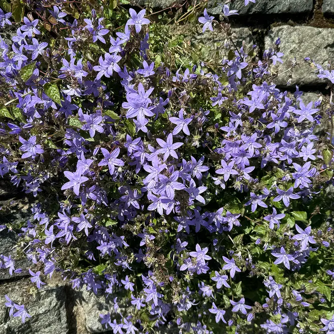 Campanula Lavender (Pot Size 10.5cm) Bellflower - image 3