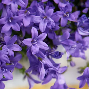 Campanula Lavender (Pot Size 10.5cm) Bellflower - image 1