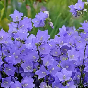 Campanula persicifolia ‘Takion Blue’ (Pot Size 2L) Peach Leaved Bellflower - image 2