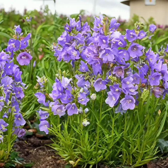 Campanula persicifolia ‘Takion Blue’ (Pot Size 2L) Peach Leaved Bellflower - image 1