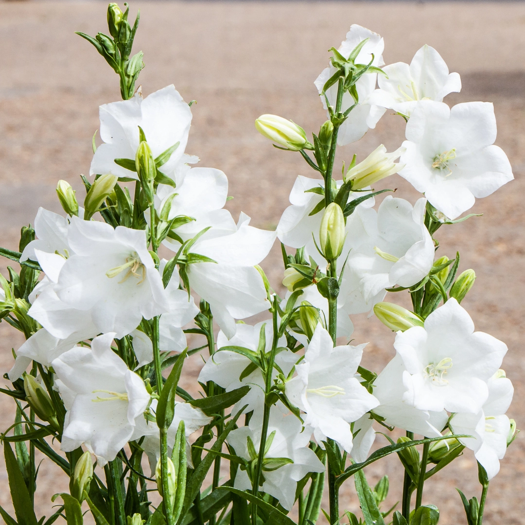 Campanula persicifolia 'Takion White' (Pot Size 1L) - The Boma Garden ...