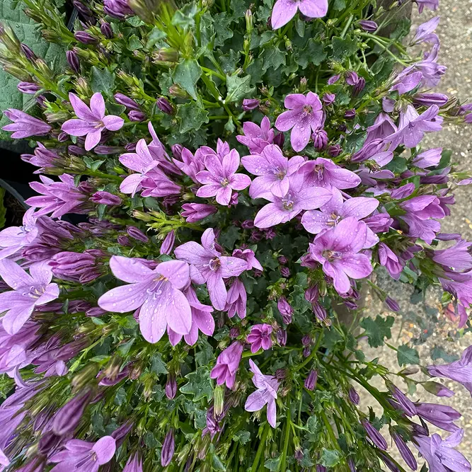 Campanula portenschlagiana ‘Ambella Pink’ (Pot Size 10.5cm) Bellflower - image 1