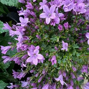 Campanula portenschlagiana ‘Ambella Pink’ (Pot Size 10.5cm) Bellflower - image 2