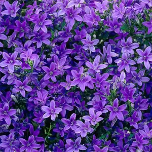 Campanula portenschlagiana ‘Sago’ (Pot Size 2L) Sago Dalmatian Bellflower - image 1