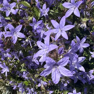 Campanula Purple - Bellflower