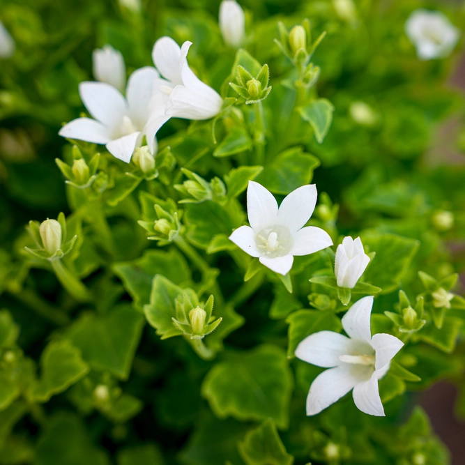 Campanula White (Pot Size 10.5cm) Bellflower - image 1