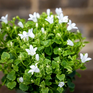 Campanula White (Pot Size 10.5cm) Bellflower - image 2