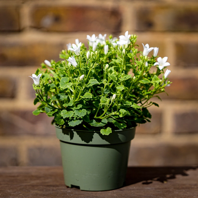 Campanula White (Pot Size 10.5cm) Bellflower - image 3