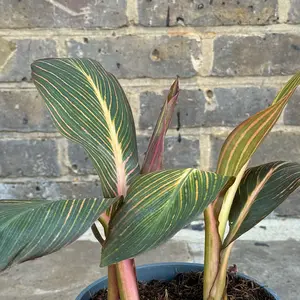 Canna 'Durban' (Pot Size 17cm) - image 1