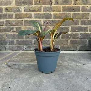 Canna 'Durban' (Pot Size 17cm) - image 3