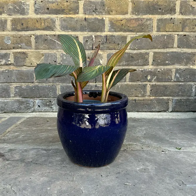 Canna 'Durban' (Pot Size 17cm) - image 4