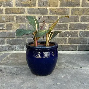 Canna 'Durban' (Pot Size 17cm) - image 4