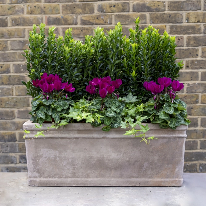 Canterbury Cloister Privacy Box - Euonymus, Purple Cyclamen & Hedera in an Antique Stone Window Box