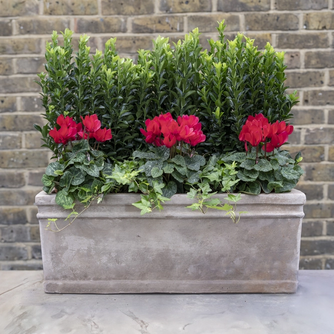 Canterbury Cloister Privacy Box - Euonymus, Red Cyclamen & Hedera in an Antique Stone Window Box