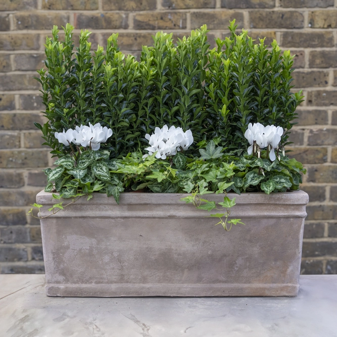 Canterbury Cloister Privacy Box - Euonymus, White Cyclamen & Hedera in an Antique Stone Window Box