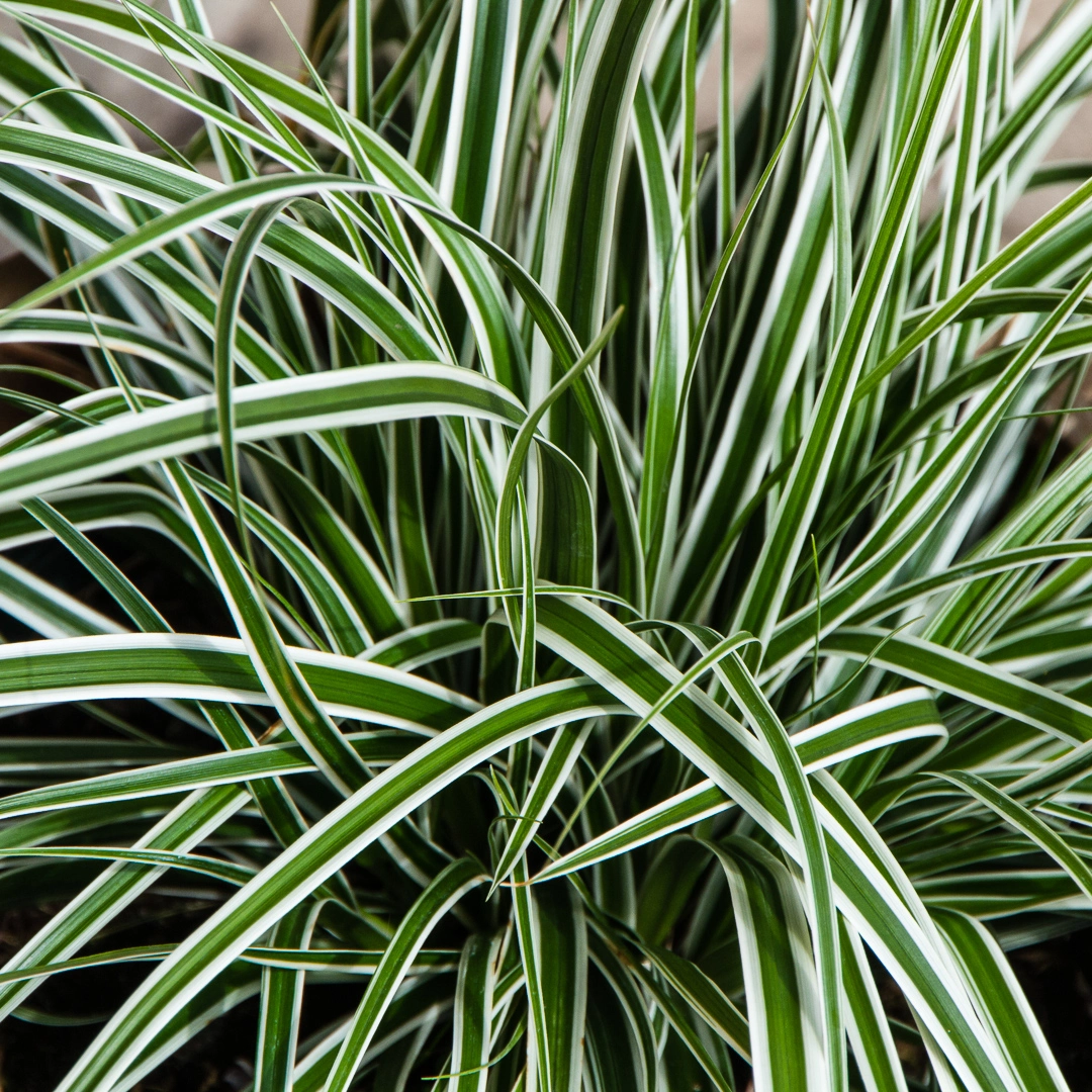 Carex oshimensis 'Everest' (2L) Japanese Sedge - The Boma Garden Centre