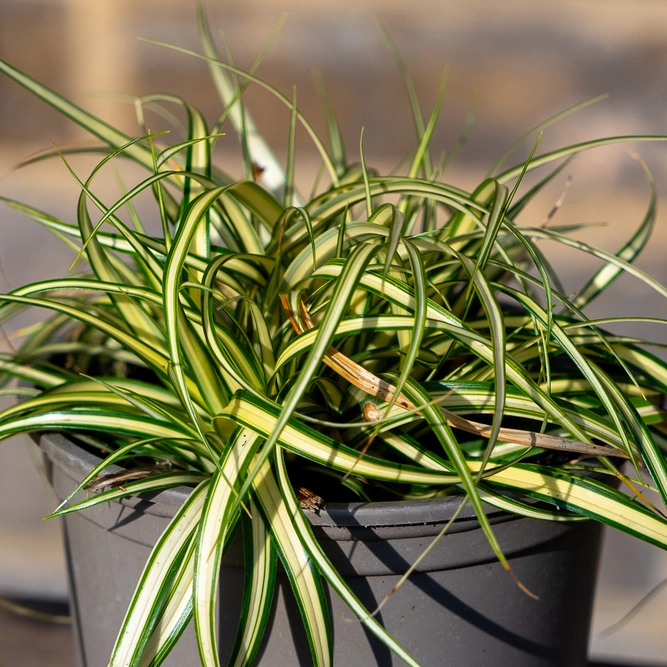 Carex oshimensis Evergold (11cm) Japanese Sedge - image 1