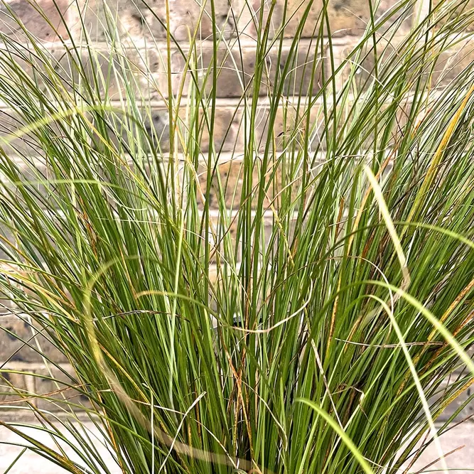 Carex testacea 'Prairie Fire' (Pot Size 17cm) - image 1