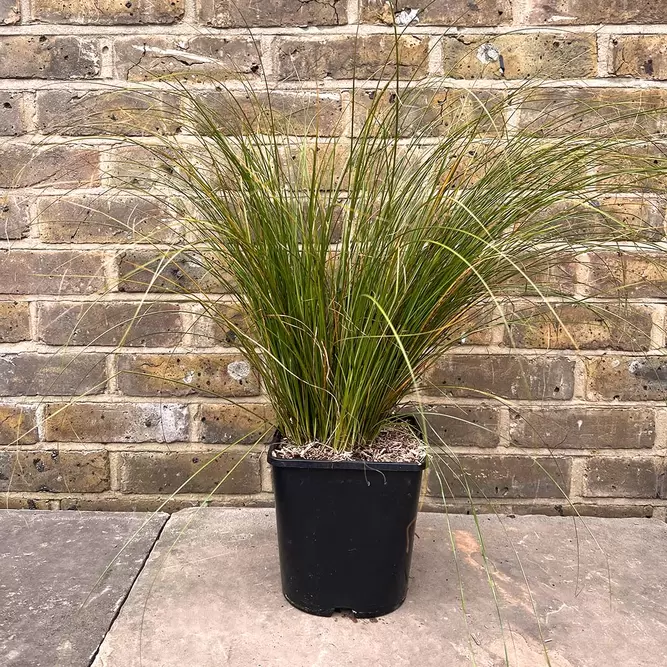 Carex testacea 'Prairie Fire' (Pot Size 17cm) - image 2