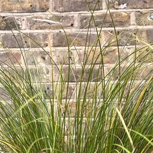 Carex testacea 'Prairie Fire' (Pot Size 17cm) - image 3