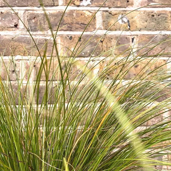 Carex testacea 'Prairie Fire' (Pot Size 17cm) - image 4