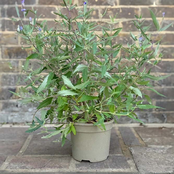 Caryopteris x clandonensis ‘Dark Knight’ (Pot Size 3L) Bluebeard - image 3