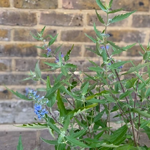 Caryopteris x clandonensis ‘Dark Knight’ (Pot Size 3L) Bluebeard - image 2