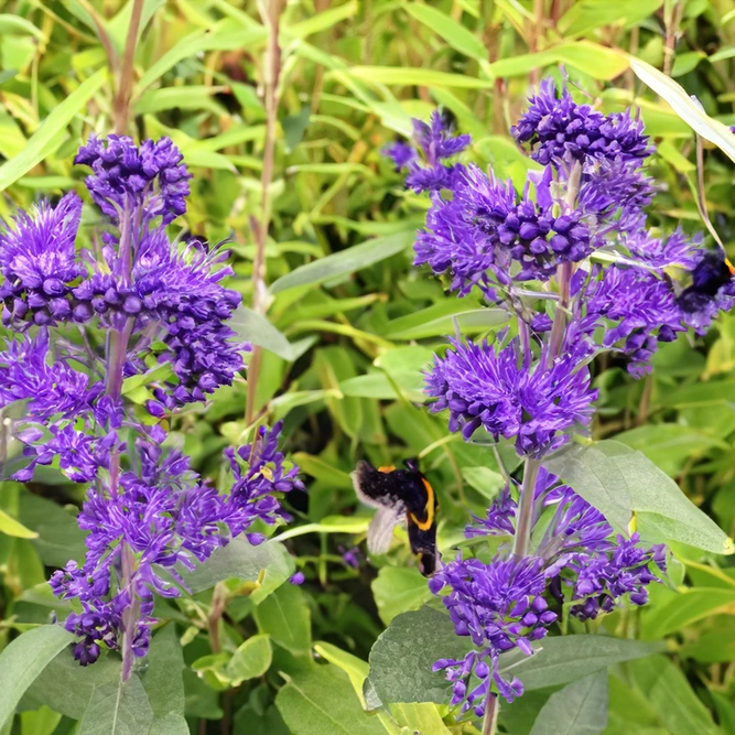 Caryopteris x clandonensis ‘Dark Knight’ (Pot Size 3L) Bluebeard - image 1