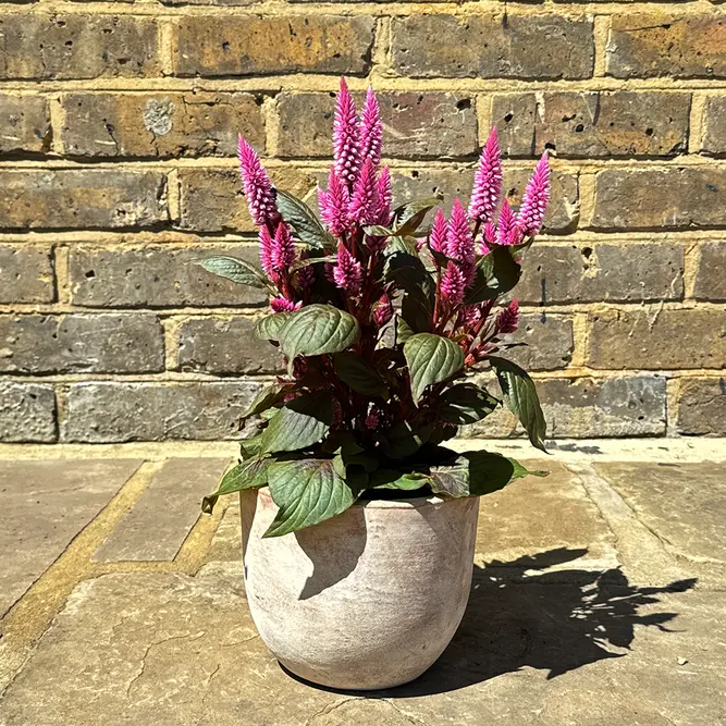 Celosia argentea ‘Wild Pink’ (Pot Size 12cm) Wild Pink Celosia - image 4