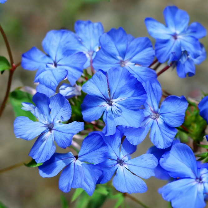 Ceratostigma Griffithii (Pot Size 19cm) Griffith’s Leadwort