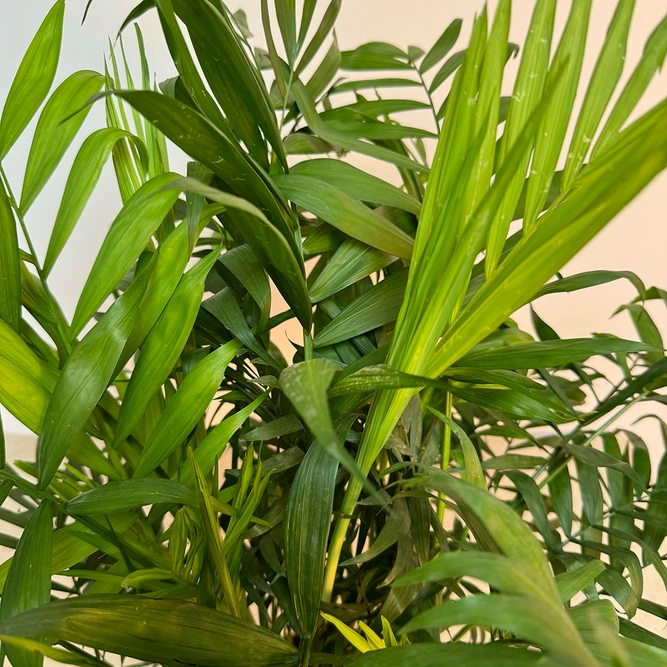 Chamaedorea elegans (Pot Size 17cm) Parlour Palm - image 2