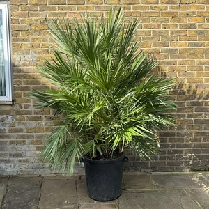 Chamaerops Humulis Compacta (Pot Size 50L) European Fan Palm - image 1