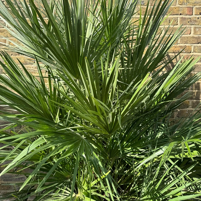 Chamaerops Humulis Compacta (Pot Size 50L) European Fan Palm - image 2