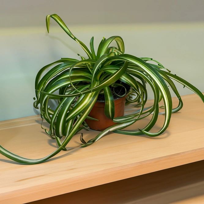 Chlorophytum Bonnie (Pot Size 12cm) Curly Spider Plant - image 1
