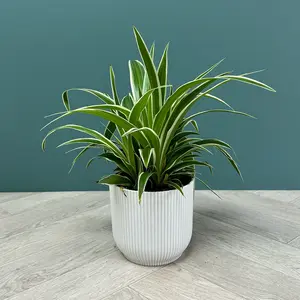 Chlorophytum Ocean (Pot Size 12cm) Spider Plant - image 2