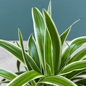 Chlorophytum Ocean (Pot Size 12cm) Spider Plant - image 3