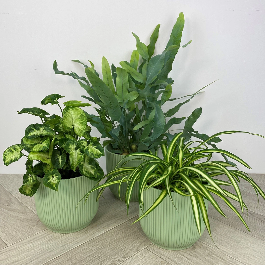 Chlorophytum Variegatum Spider Plant Best Indoor Plants -  Denmark