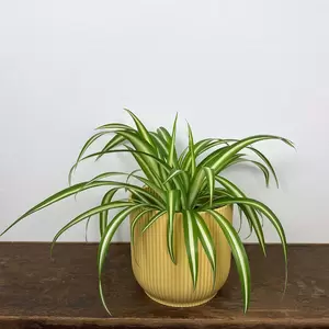 Chlorophytum variegata (Pot Size 15cm) Spider Plant - image 2