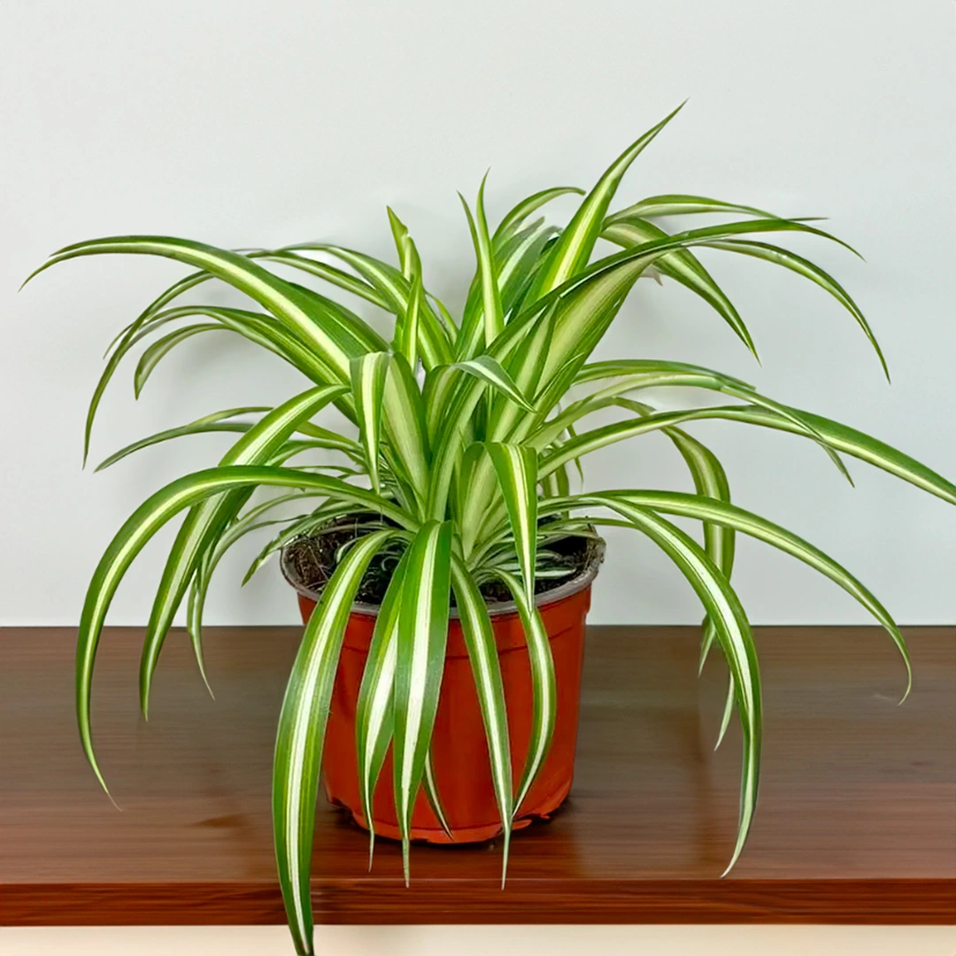 Chlorophytum Variegata (pot Size 15cm) Spider Plant - The Boma Garden 