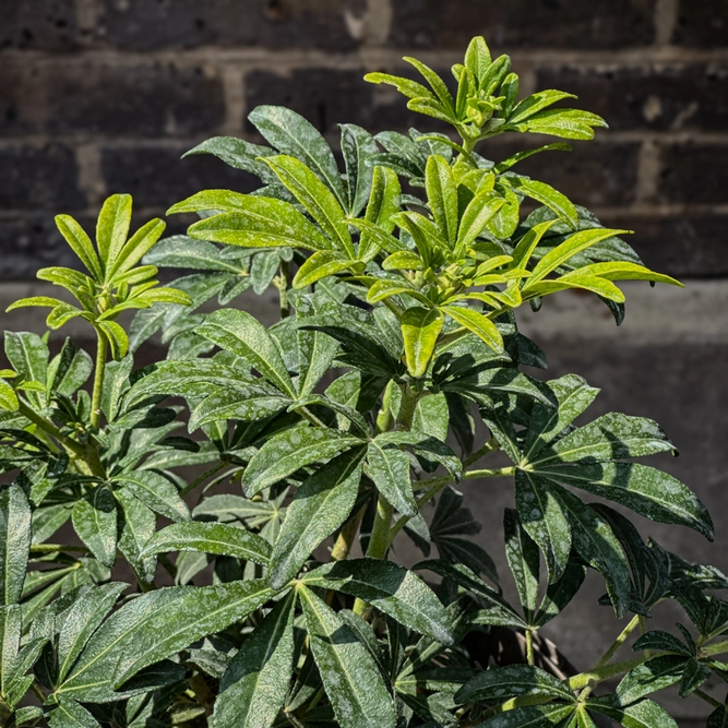 Choisya 'Greenfingers' (Pot Size 3L) - Greenfingers Mexican Orange Blossom - image 6