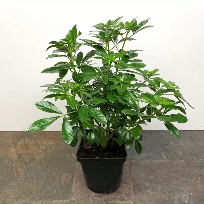 Choisya 'Greenfingers' (Pot Size 3L) - Greenfingers Mexican Orange Blossom - image 2