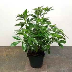 Choisya 'Greenfingers' (Pot Size 3L) - Greenfingers Mexican Orange Blossom - image 2